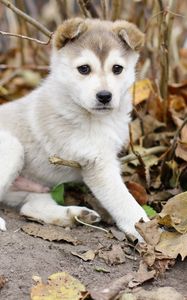 Preview wallpaper puppy, kid, leaves, branches, autumn