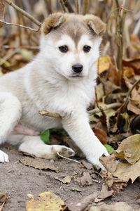 Preview wallpaper puppy, kid, leaves, branches, autumn