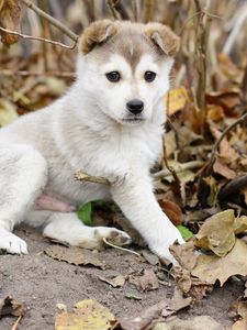 Preview wallpaper puppy, kid, leaves, branches, autumn