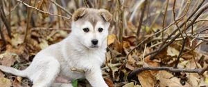 Preview wallpaper puppy, kid, leaves, branches, autumn