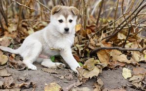 Preview wallpaper puppy, kid, leaves, branches, autumn