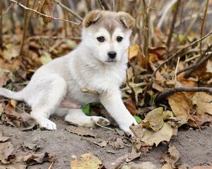 Preview wallpaper puppy, kid, leaves, branches, autumn