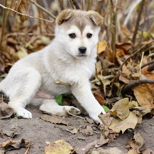 Preview wallpaper puppy, kid, leaves, branches, autumn