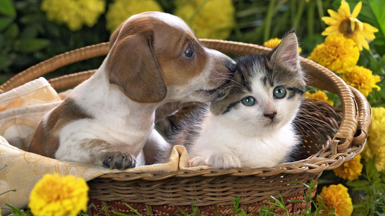 Wallpaper puppy, kitten, basket, flowers, friendship