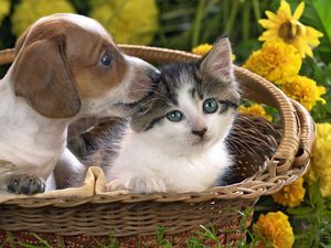 Preview wallpaper puppy, kitten, basket, flowers, friendship