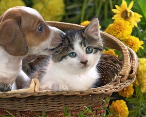 Preview wallpaper puppy, kitten, basket, flowers, friendship