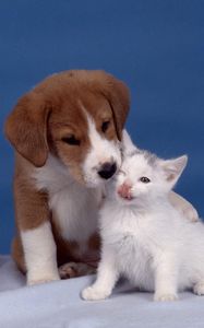 Preview wallpaper puppy, kitten, care