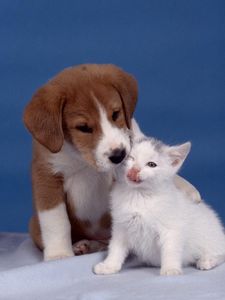 Preview wallpaper puppy, kitten, care