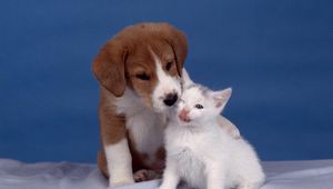 Preview wallpaper puppy, kitten, care