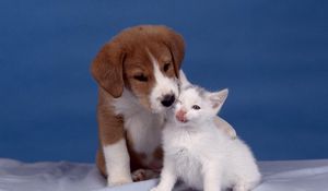 Preview wallpaper puppy, kitten, care