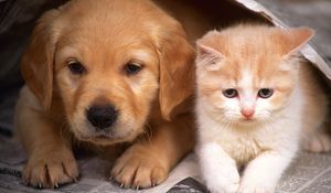 Preview wallpaper puppy, kitten, couple, friends, newspaper, hiding