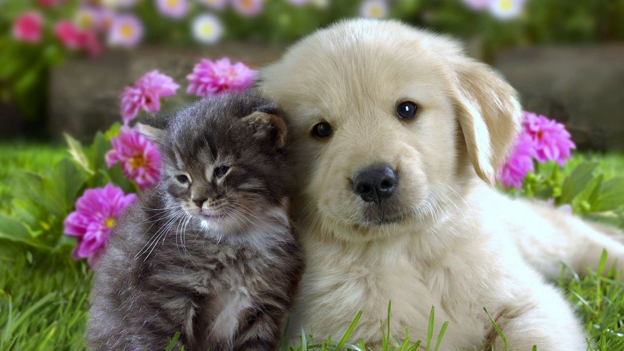 Wallpaper puppy, kitten, flowers, grass, muzzle