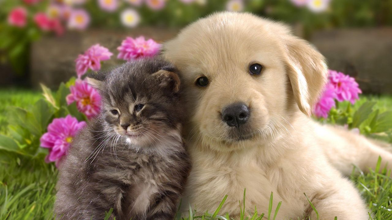 Wallpaper puppy, kitten, grass, flowers, couple, friendship