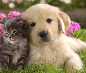 Preview wallpaper puppy, kitten, grass, flowers, couple, friendship