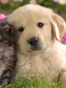 Preview wallpaper puppy, kitten, grass, flowers, couple, friendship