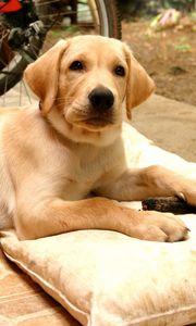 Preview wallpaper puppy, labrador, down, pillow