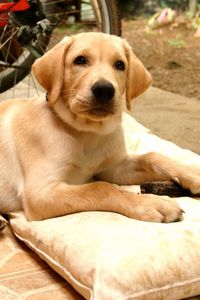 Preview wallpaper puppy, labrador, down, pillow