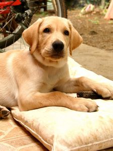 Preview wallpaper puppy, labrador, down, pillow