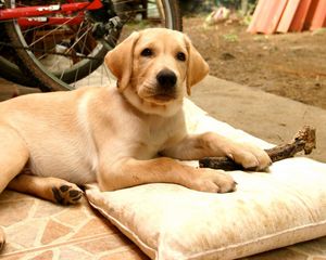 Preview wallpaper puppy, labrador, down, pillow