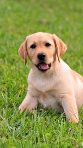 Preview wallpaper puppy, labrador, grass, sit