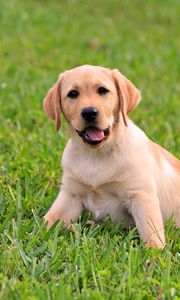 Preview wallpaper puppy, labrador, grass, sit