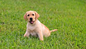 Preview wallpaper puppy, labrador, grass, sit