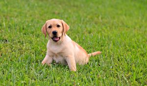 Preview wallpaper puppy, labrador, grass, sit