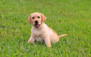 Preview wallpaper puppy, labrador, grass, sit