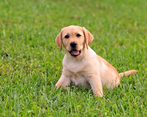 Preview wallpaper puppy, labrador, grass, sit