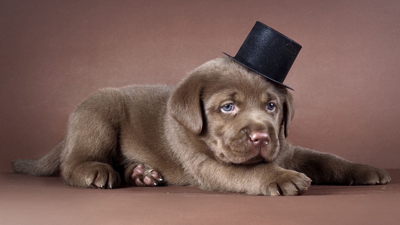 Wallpaper puppy, labrador, hat, dog