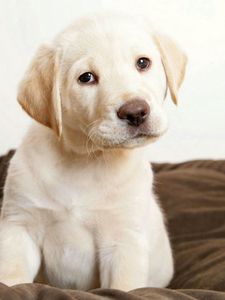 Preview wallpaper puppy, labrador, sit, kid