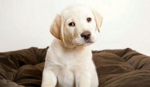 Preview wallpaper puppy, labrador, sit, kid