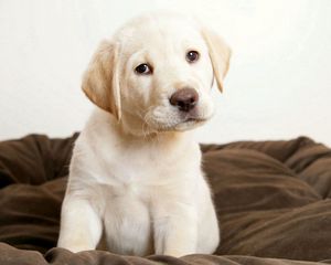 Preview wallpaper puppy, labrador, sit, kid