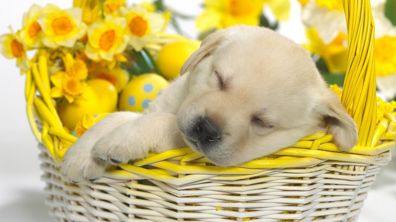 Wallpaper puppy, labrador, sleeping, shopping, eggs, flowers, easter