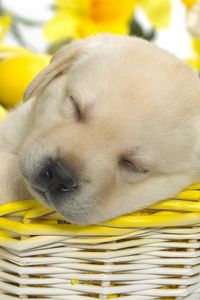 Preview wallpaper puppy, labrador, sleeping, shopping, eggs, flowers, easter