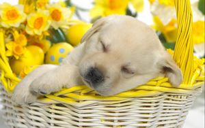 Preview wallpaper puppy, labrador, sleeping, shopping, eggs, flowers, easter