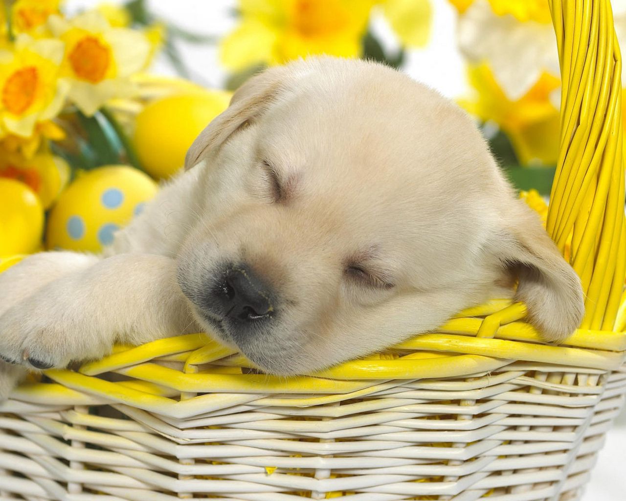 Download wallpaper 1280x1024 puppy, labrador, sleeping, shopping, eggs,  flowers, easter standard 5:4 hd background