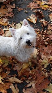 Preview wallpaper puppy, leaves, autumn, top