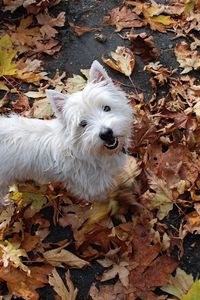 Preview wallpaper puppy, leaves, autumn, top