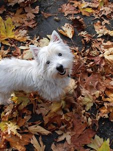 Preview wallpaper puppy, leaves, autumn, top