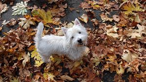 Preview wallpaper puppy, leaves, autumn, top