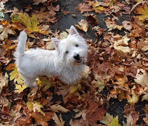 Preview wallpaper puppy, leaves, autumn, top