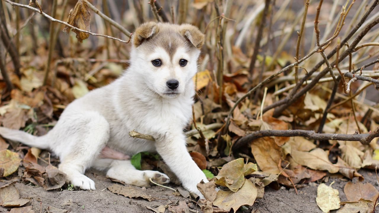 Wallpaper puppy, leaves, autumn, playful