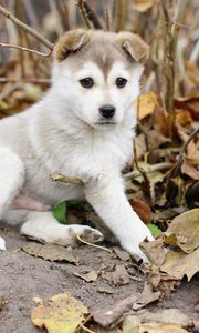 Preview wallpaper puppy, leaves, autumn, playful