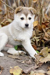 Preview wallpaper puppy, leaves, autumn, playful