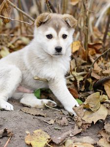 Preview wallpaper puppy, leaves, autumn, playful