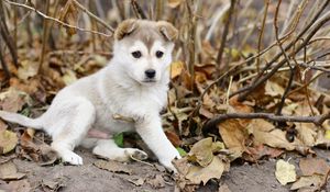 Preview wallpaper puppy, leaves, autumn, playful