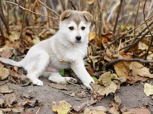 Preview wallpaper puppy, leaves, autumn, playful