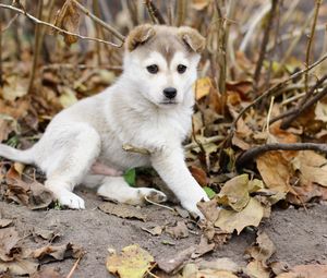 Preview wallpaper puppy, leaves, autumn, playful