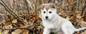 Preview wallpaper puppy, leaves, autumn, dog